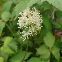 Actaea alba